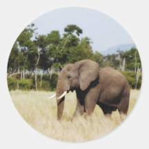 Elephant in Masai Mara, Kenya sticker