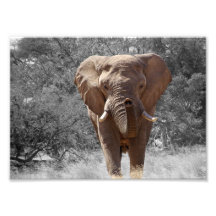 Elephant in Namibia Photo Print