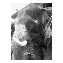 elephant new address moving announcement