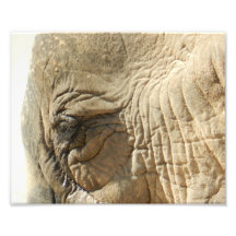 Elephant Photo Art