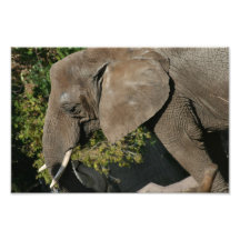 Elephant Photo