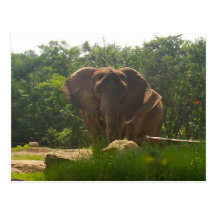 Elephant Post Cards