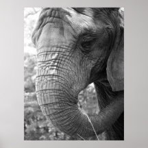 Elephant Print