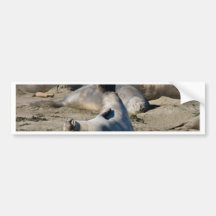 Elephant Seal Bumper Sticker