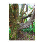 Elephant Tree Canvas Print