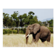 Elephant walking Masai Mara Plains, Kenya postcard