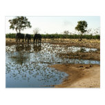 Elephants and Birds 2 postacrd Post Cards