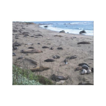 Elephants Seals2 Gallery Wrap Canvas