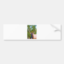 Elk Bulls Eyes Bumper Stickers