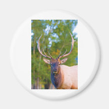 Elk Bulls Eyes Fridge Magnets