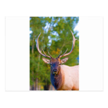 Elk Bulls Eyes Postcards