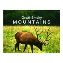 Elk in the Great Smoky Mountains Postcard