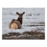 Elk Interest Photo