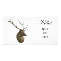 Elk Photo Card