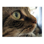 Emma Close-Up Cat Photo Postcard