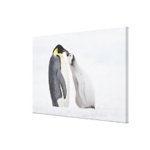 Emperor penguin (Aptenodytes forsteri), chick Stretched Canvas Print