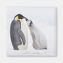 Emperor penguin (Aptenodytes forsteri), chick Refrigerator Magnet