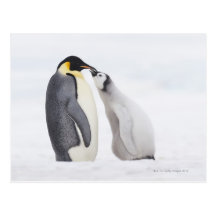 Emperor penguin (Aptenodytes forsteri), chick Postcards