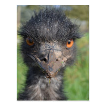 Emu Bird Postcard