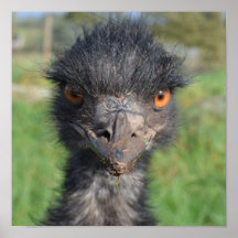 Emu Bird Poster