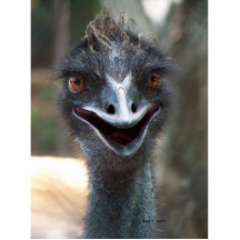 Emu head photograph design saying HI! Photo Cut Outs