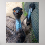 Emu Poster
