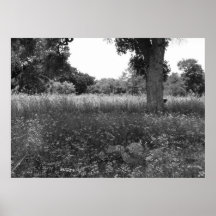 Enchanted Clearing Poster
