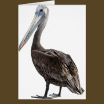 Endangered Brown Pellican (protected species) cards