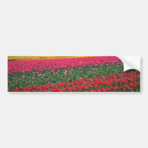 Endless Colours Of Tulips Bumper Stickers