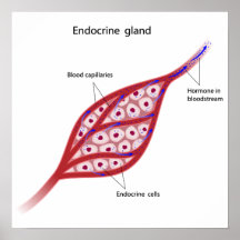 Endocrine gland cells poster