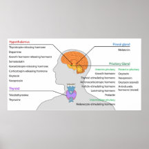 Endocrine Glands & Hormones of the Head and Neck Poster
