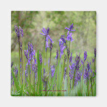 English Bluebell Field Magnet