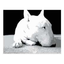 English Bull Terrier, Pop Art Print Postcards