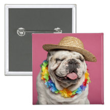 English Bulldog (18 months old) wearing a straw Pins