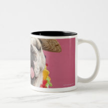 English Bulldog (18 months old) wearing a straw Coffee Mug