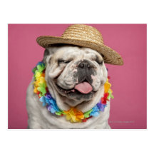 English Bulldog (18 months old) wearing a straw Postcards
