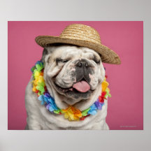 English Bulldog (18 months old) wearing a straw Poster