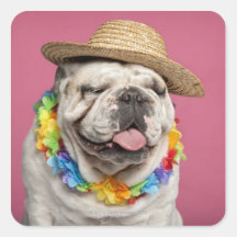 English Bulldog (18 months old) wearing a straw Sticker