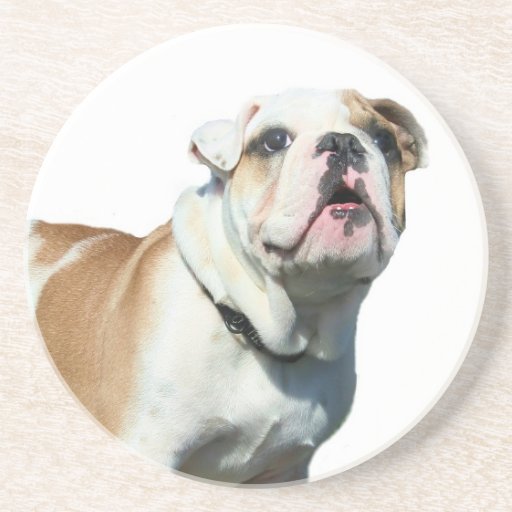 English bulldog beverage coaster