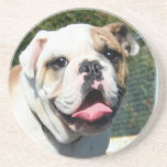 English bulldog coaster