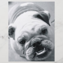 English Bulldog Custom Flyer