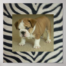 English Bulldog Puppy Poster Zebra Print backgroun