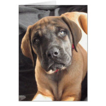 English Mastiff Puppy notecard
