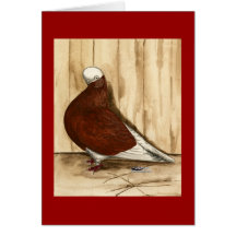 English Shortfaced Bald Pigeon Greeting Card