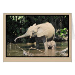 (enhanced) African forest elephants, Congo Greeting Card
