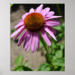 Enthusiasm Echinacea Poster