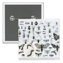 Entomology Button