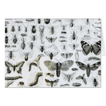Entomology Greeting Cards