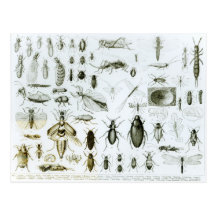 Entomology Insects Postcard