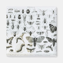 Entomology Magnets